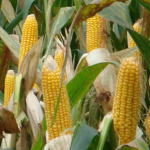 Kais' Cornfield