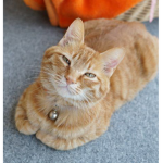 Cat's Unit~!