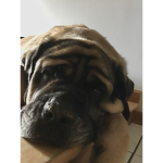 Dog-