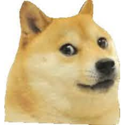 Doge's United meetings & more
