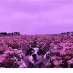 Legend of The Doggos