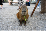 TCG (The Capybara Group)