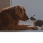 Pets Club Meow, Woof!