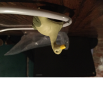 Quack Quack Snack