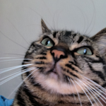 Chat cool studio