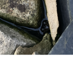 FROGGO FRENS