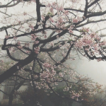 WIxxaq