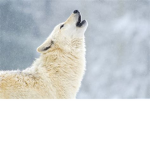 THE SNOW WOLF GANG GROUP