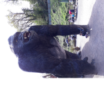 gorrila club