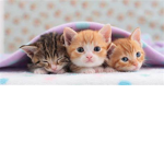 Kitty cat's :D