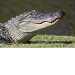 Alligator ENT