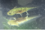 squishy the axolotl