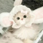 _-Aisha’s avatar ranking-_