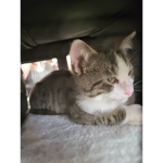 Pets place