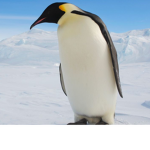 The ultimate penguins!