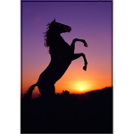 -The majestic riders-