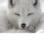 Friends,foxes and me