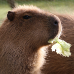 capybaras very cool
