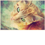 ::Squirrelclan::