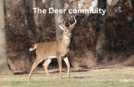 The Deer Communuity