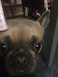 Polly the frenchie