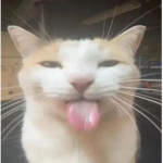 can i have bobux plz