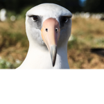 Albatross mafia
