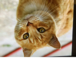 Cats are Happy