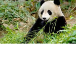 Panda YT