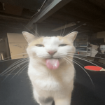 Meow's Studios
