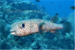 Pufferfish Lovers!