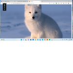 Artic foxes rule