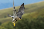 Team Bird Official Group