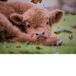 |•⋆Chubby Cows⋆•|