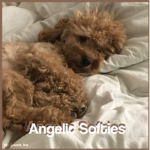 Angelic Softies