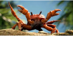 Crabs are the best!