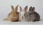 The Group Of Bunnies