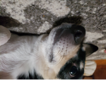 My crunchy dog Charlie fangroup