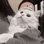 チャロさん推しですチャロさんきて下さい！