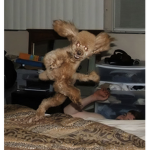 wolves basket-ball