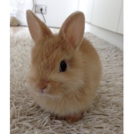 Lila bunny's <3