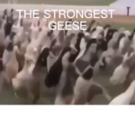 THE STRONGEST GEESE