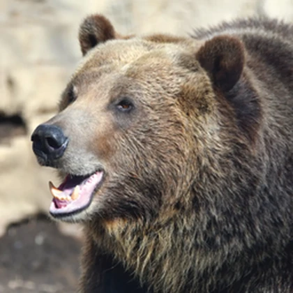 Bo bo bears Roblox group icon