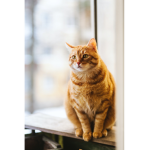 CAT on patrol