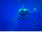 THE SHARKS RULE THE OCEAN