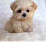 Puppies are so dang cute