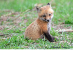 Fox (happy place)