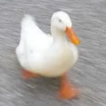 Duckk Games