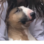 Dogsareneet
