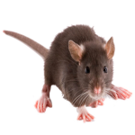 #Rat Gang